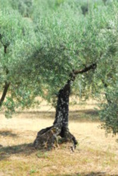 Olivenbaum