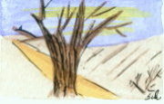 Winterbaum